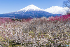 白糸地区の梅林