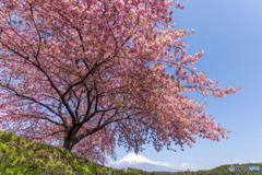 桜と富士