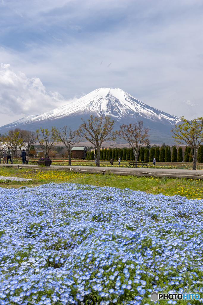 ネモフィラと富士山