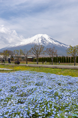 ネモフィラと富士山