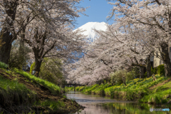 お宮橋からの春