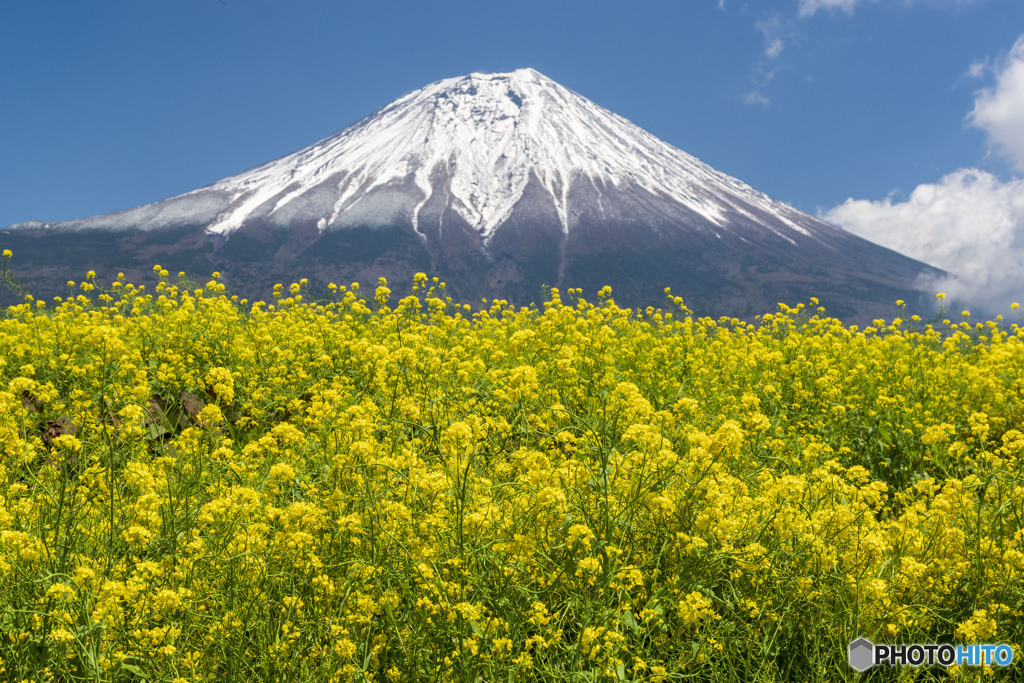 菜の花と富士山