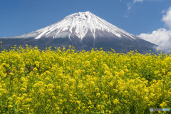 菜の花と富士山