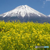 菜の花と富士山