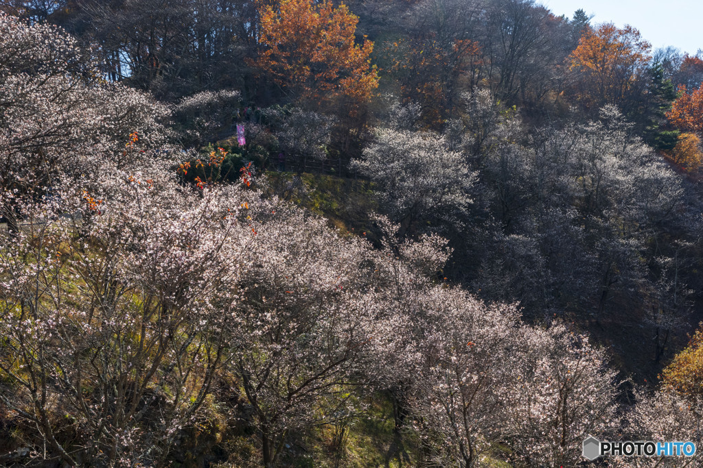 冬桜と紅葉