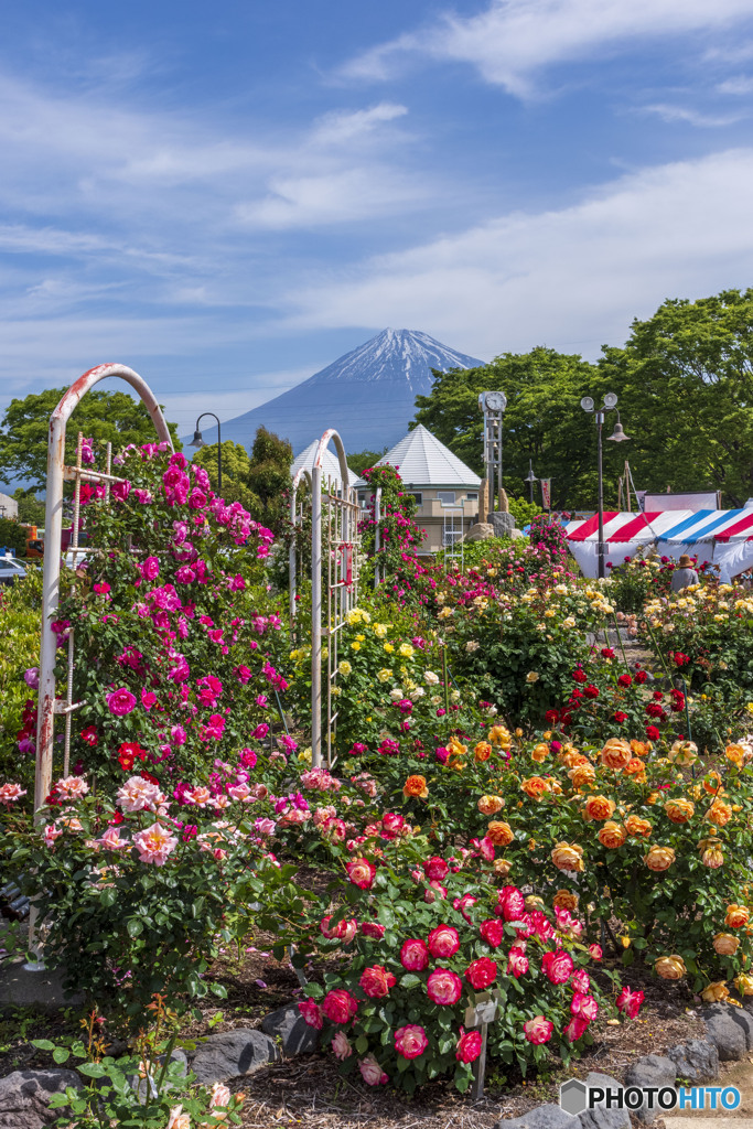 薔薇と富士山