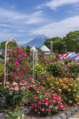 薔薇と富士山
