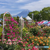 薔薇と富士山
