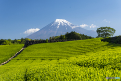 茶畑巡り１