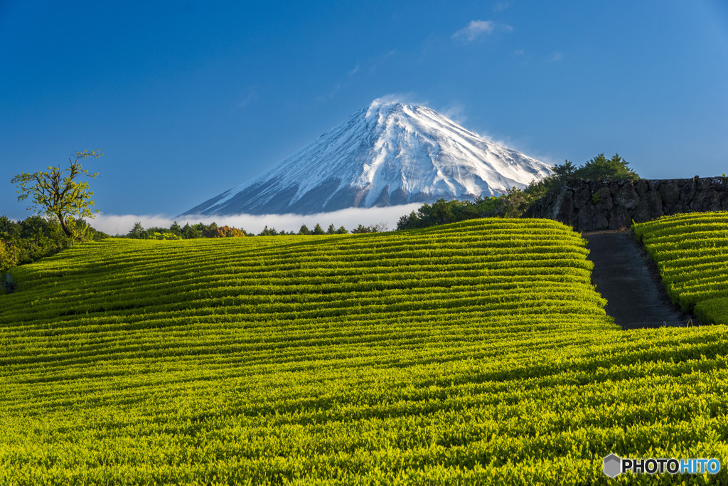今宮の茶畑