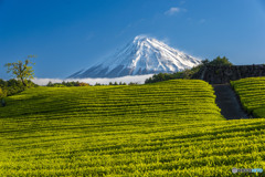 今宮の茶畑