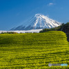 今宮の茶畑