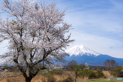 忍野の桜