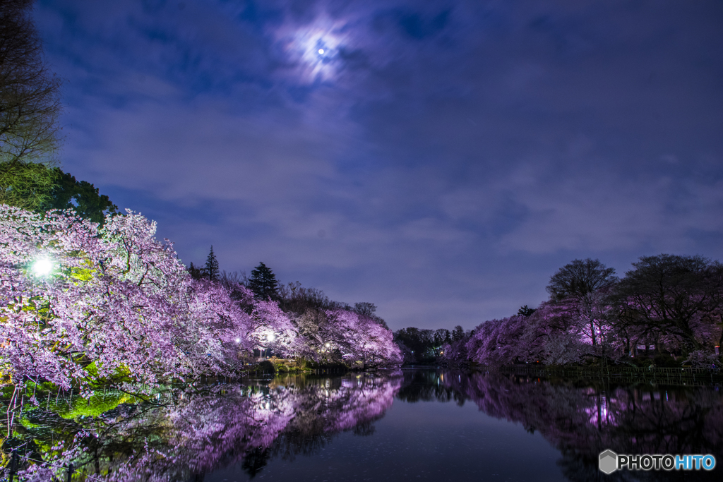 月下の雅