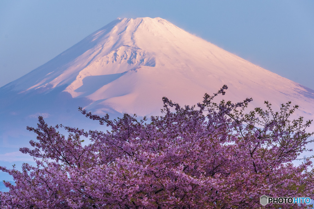 富士と桜