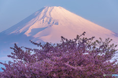 富士と桜
