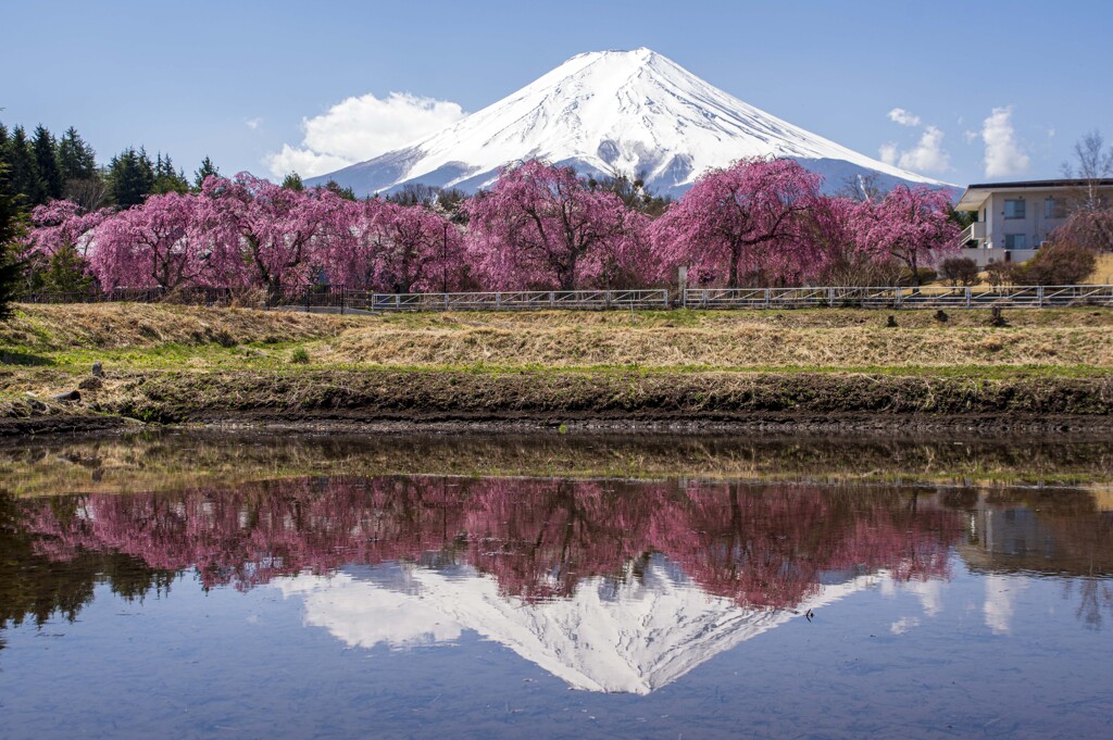 シダレサクラと富士山