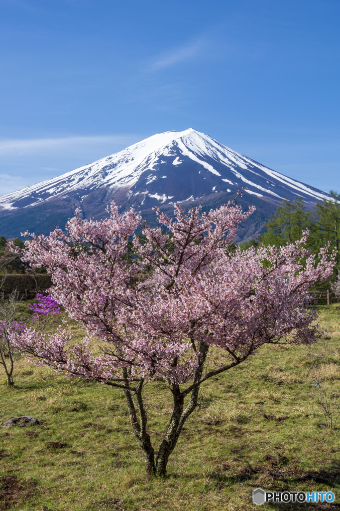 富士と桜