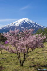 富士と桜