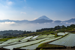 中野の棚田