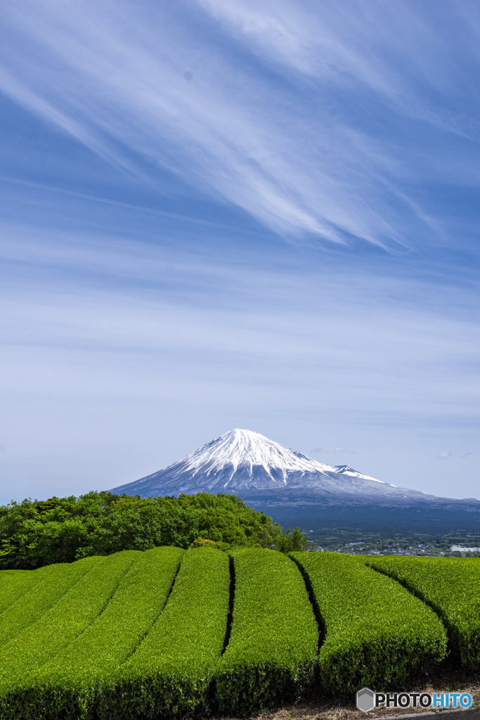 春空の茶畑