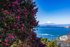 山茶花と富士山