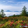 二週連続の甘利山