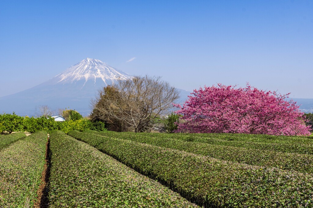 茶畑に咲く桜
