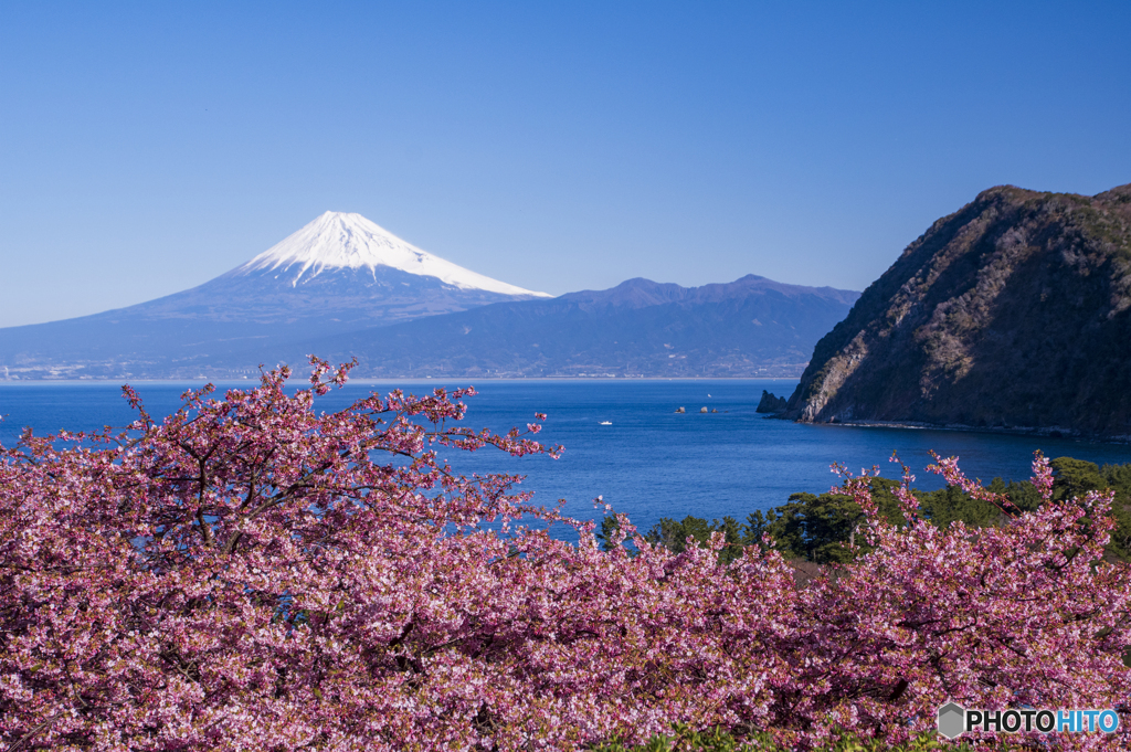 西伊豆からの桜観覧