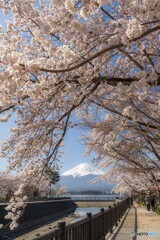 河口湖桜巡り１