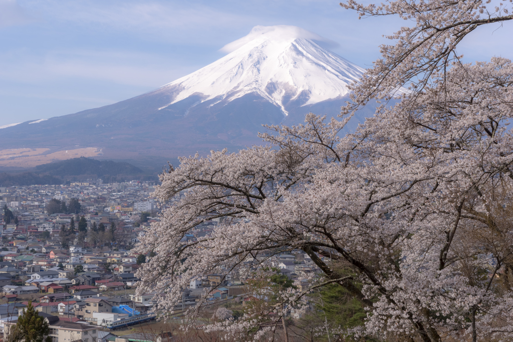 笠雲と桜