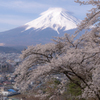 笠雲と桜