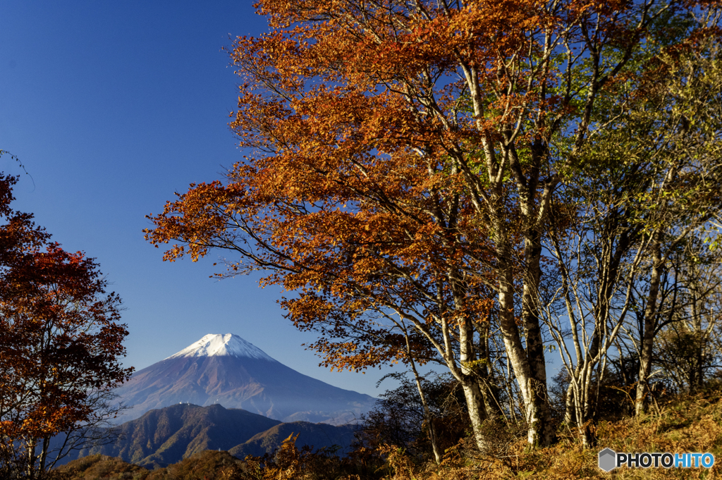 ハマイバの紅葉３