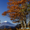 ハマイバの紅葉３