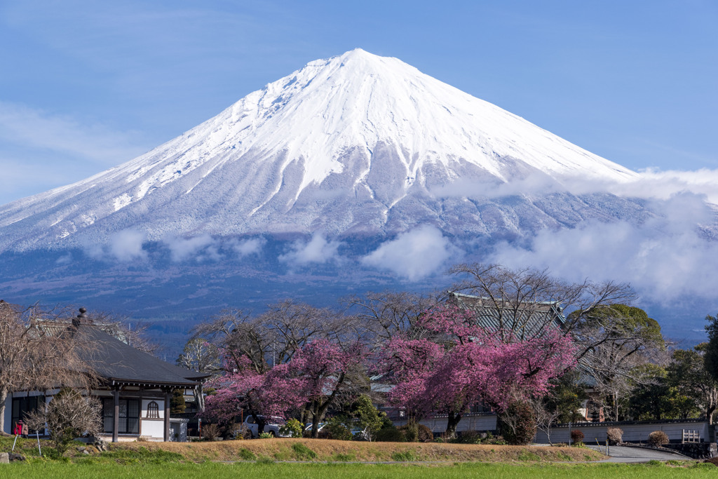 桜と富士山