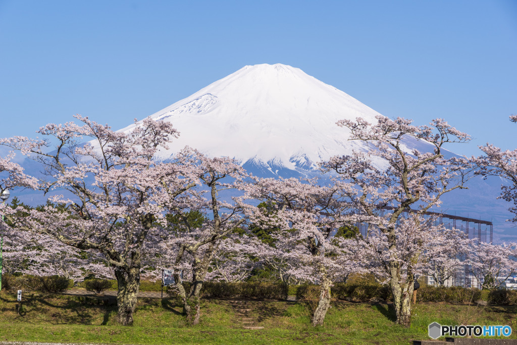 東山湖の桜１