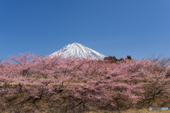 大石寺の河津桜