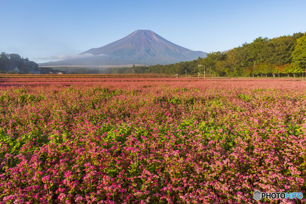 赤蕎麦と富士山