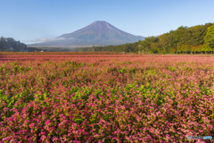 赤蕎麦と富士山