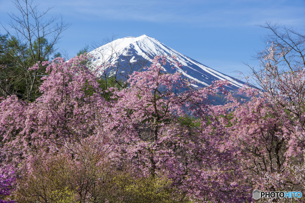 シダレサクラと富士山