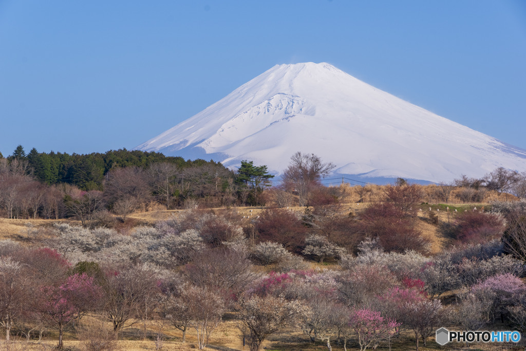 富士と梅林
