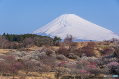 富士と梅林