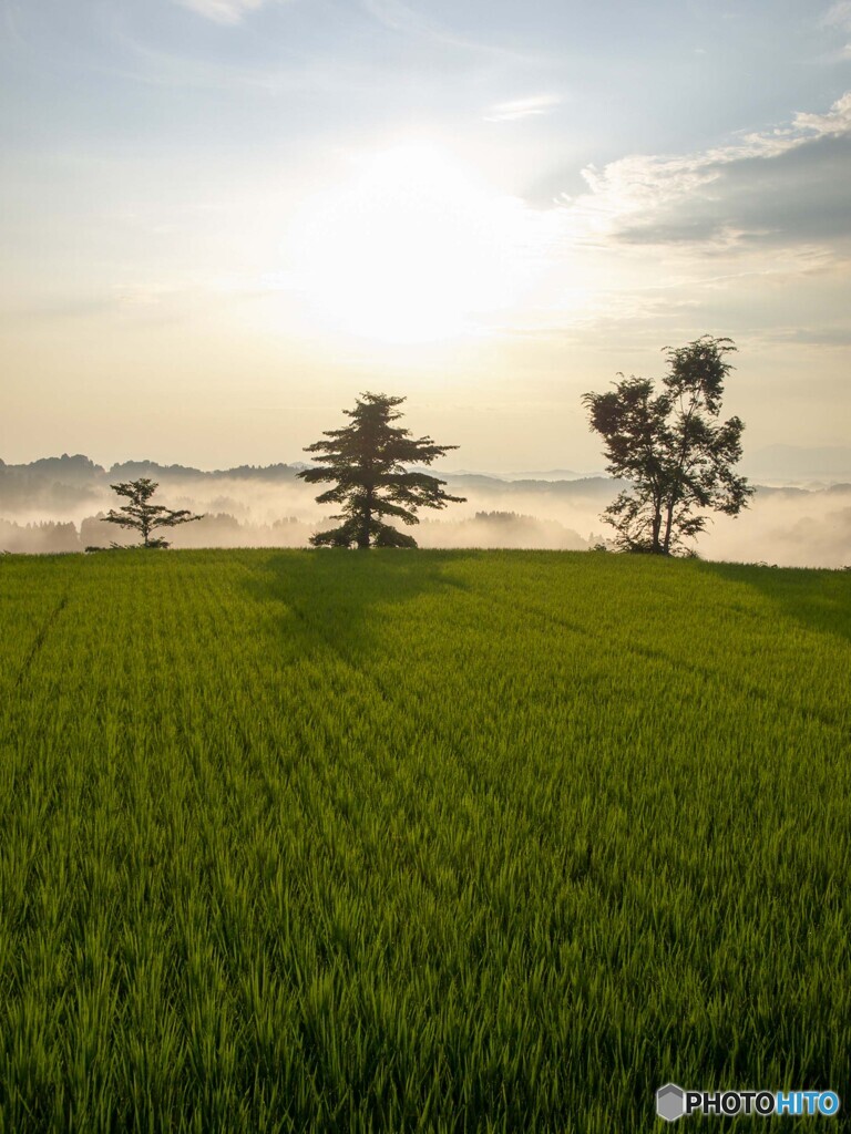 田園 初夏