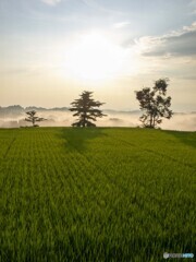 田園 初夏