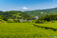 茶畑巡り３
