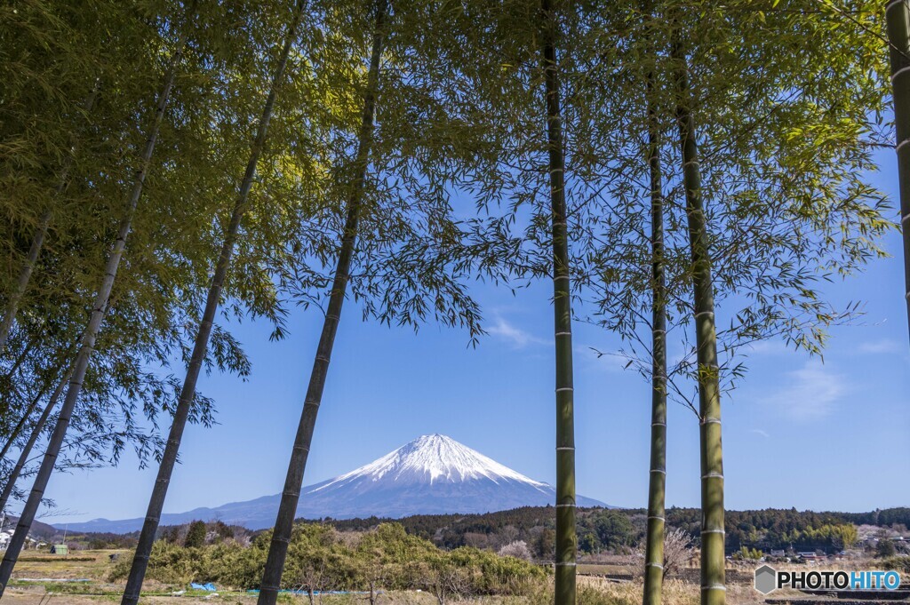 竹林越しの富士山