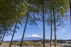 竹林越しの富士山
