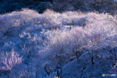 木下沢梅林