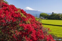 大躑躅と富士山