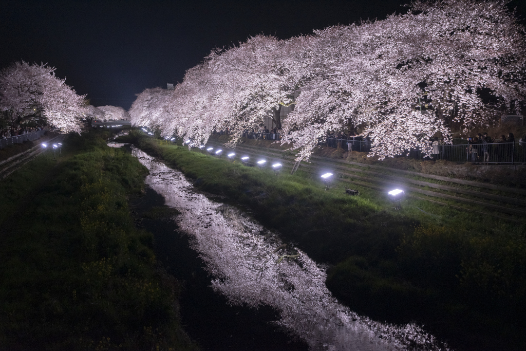 2019野川の桜